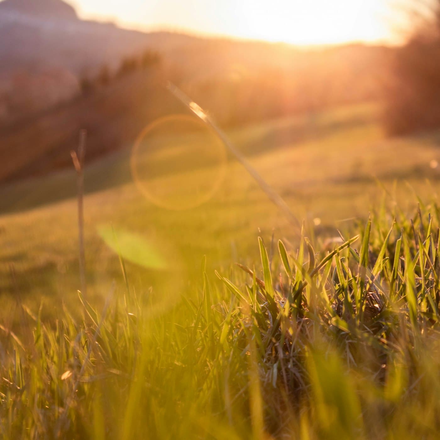 A golden meadow in soft morning light